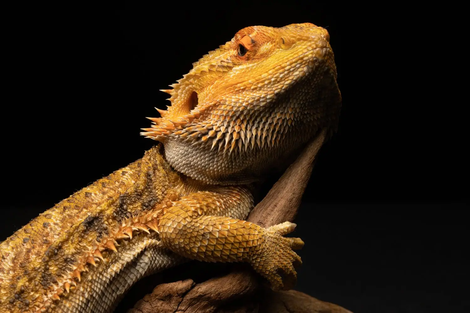 Agama brodata: temperatura i wilgotność w terrarium