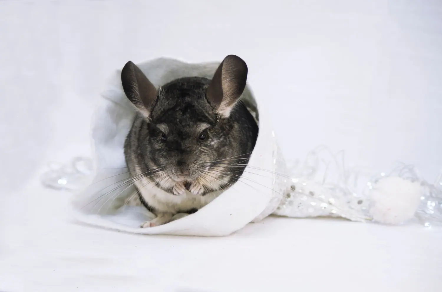 Chinchilla: temperatura otoczenia i kąpiele w piasku