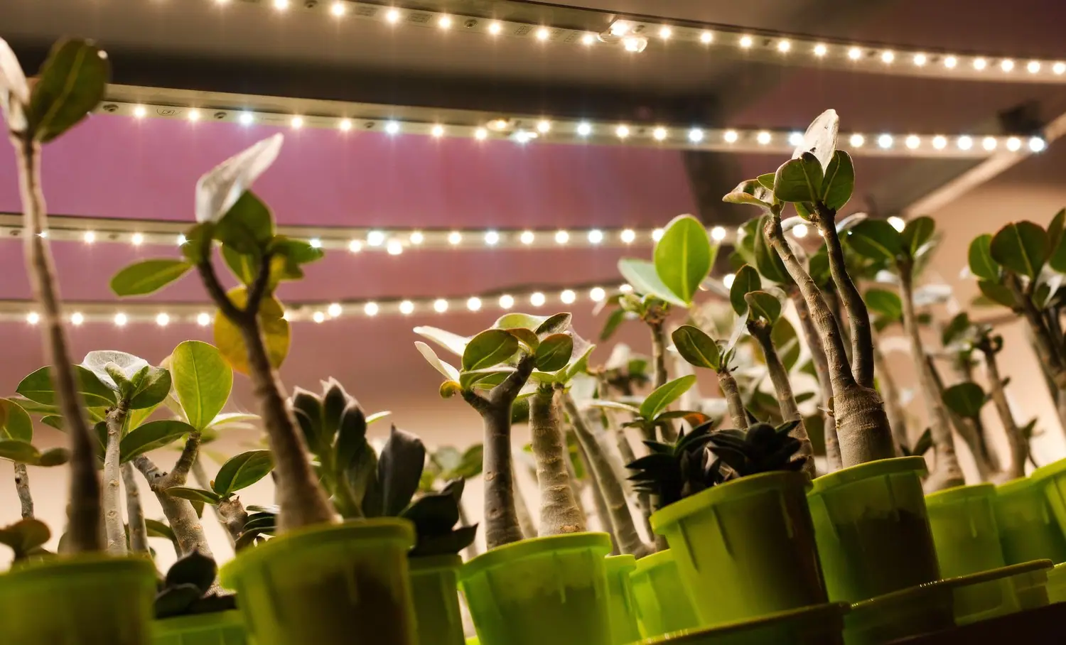 Oświetlenie LED do terrarium: dobór mocy i spektrum światła