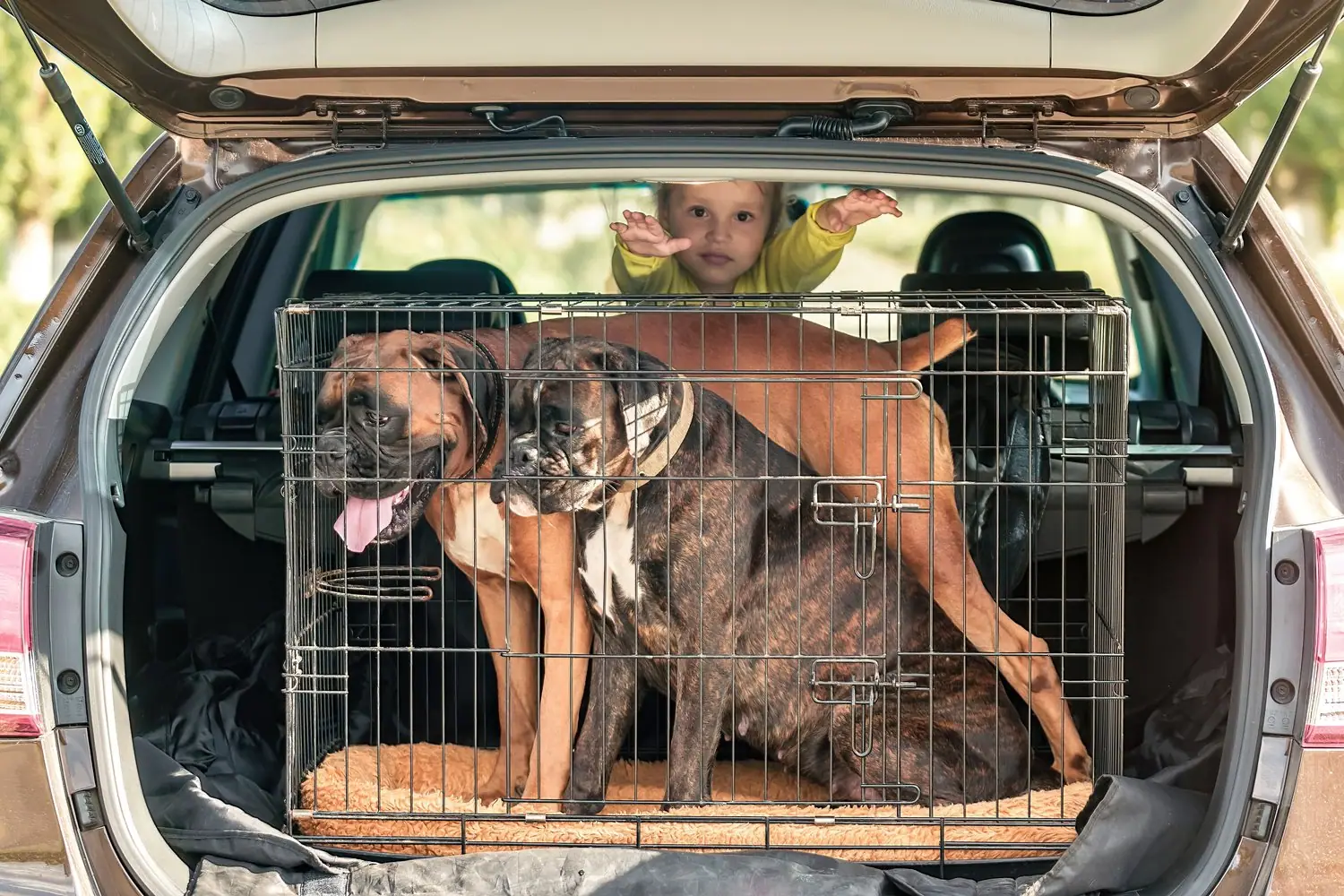 Ochrona tapicerki samochodowej: akcesoria do bezpiecznego transportu zwierząt