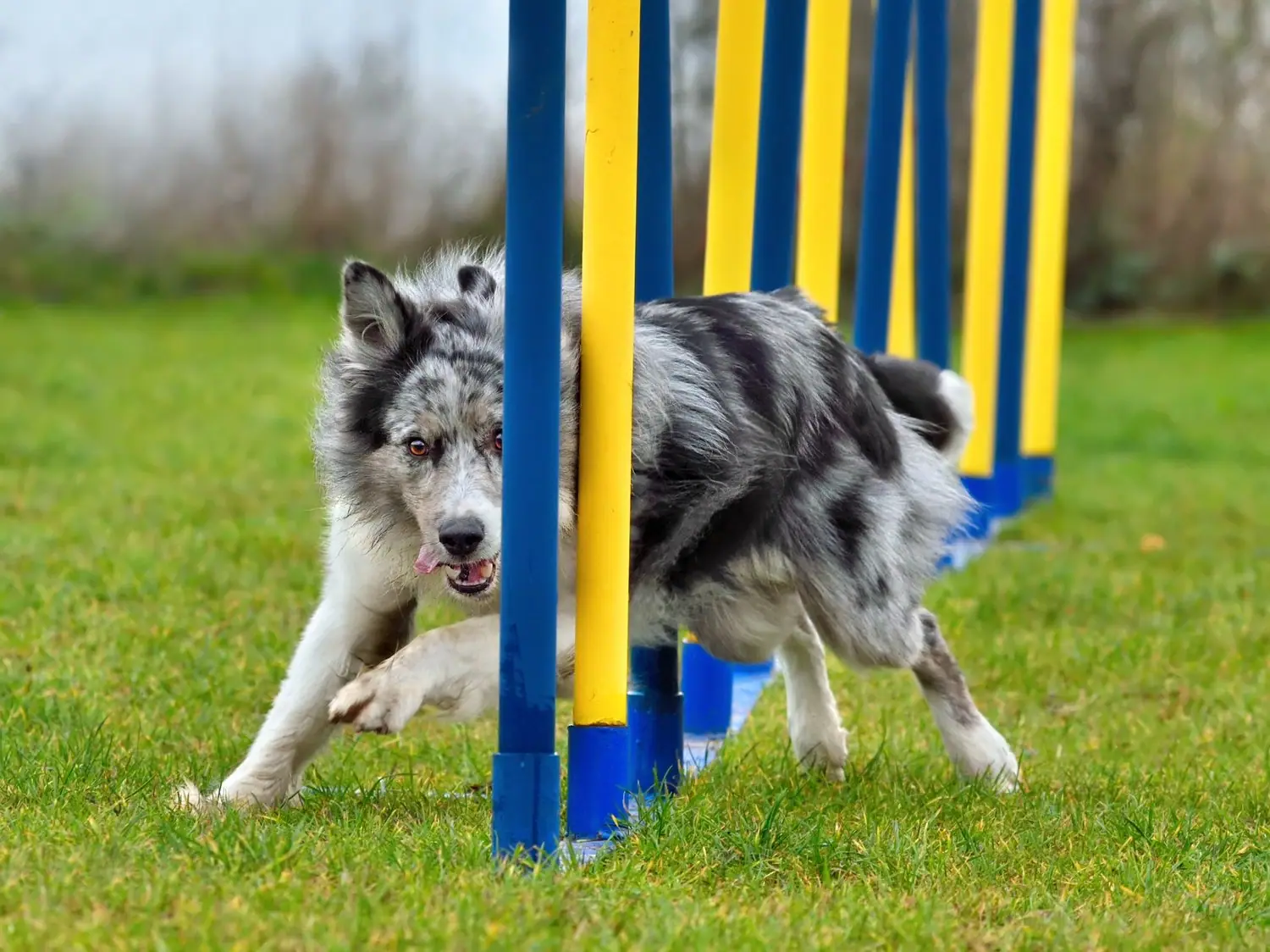 Sprzęt do agility: przegląd przeszkód i elementów toru