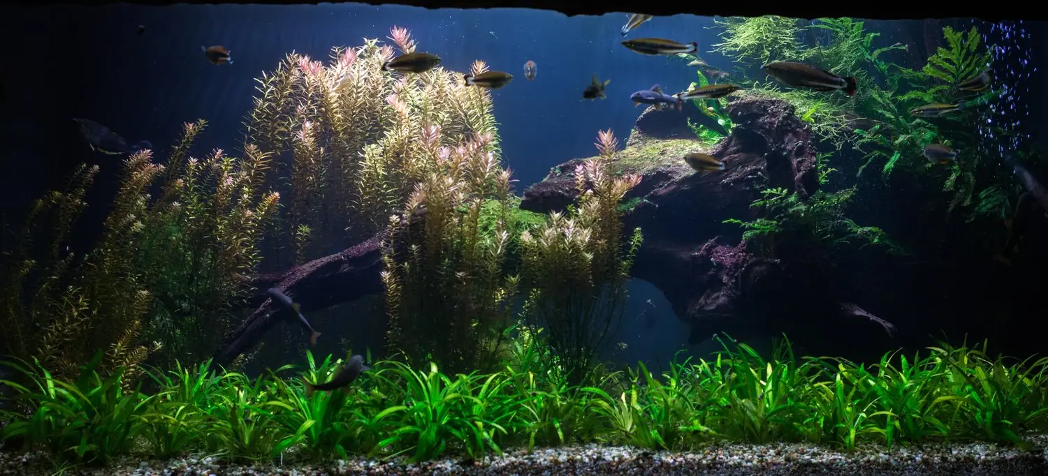 Układanie kompozycji roślinnej: zasady aquascapingu