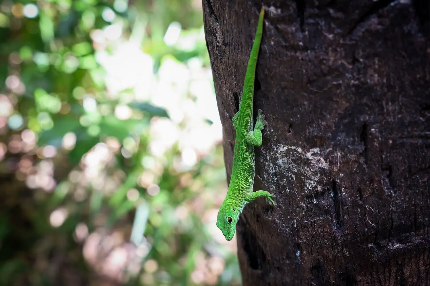 Anolis zielony: system wspinaczkowy i aranżacja pionowa