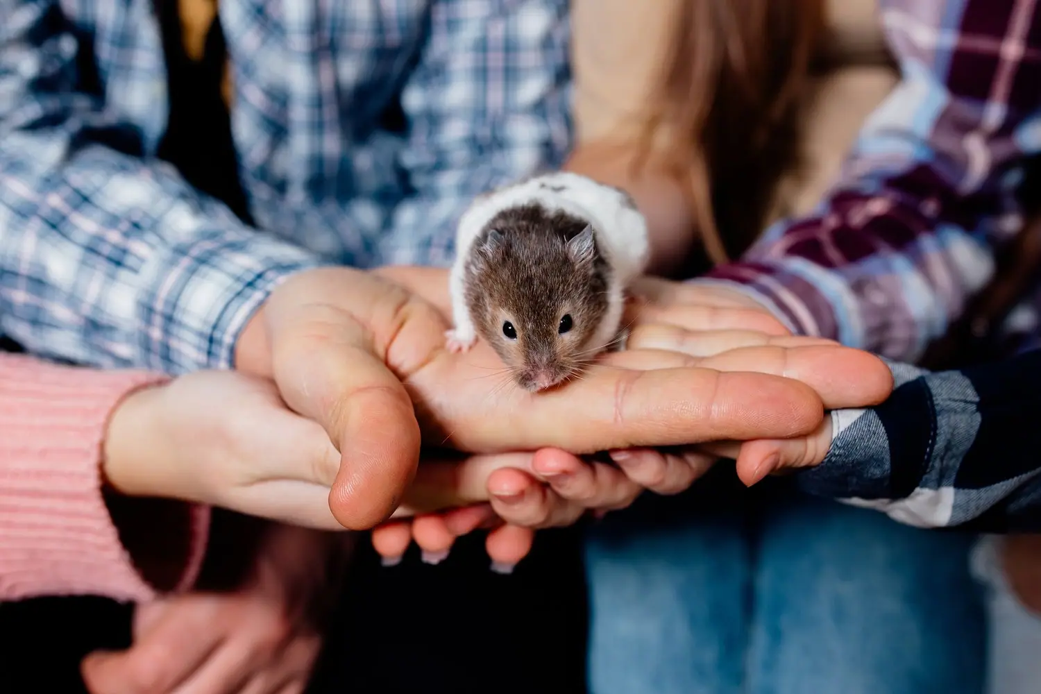 Degus: socjalizacja i budowanie więzi z opiekunem