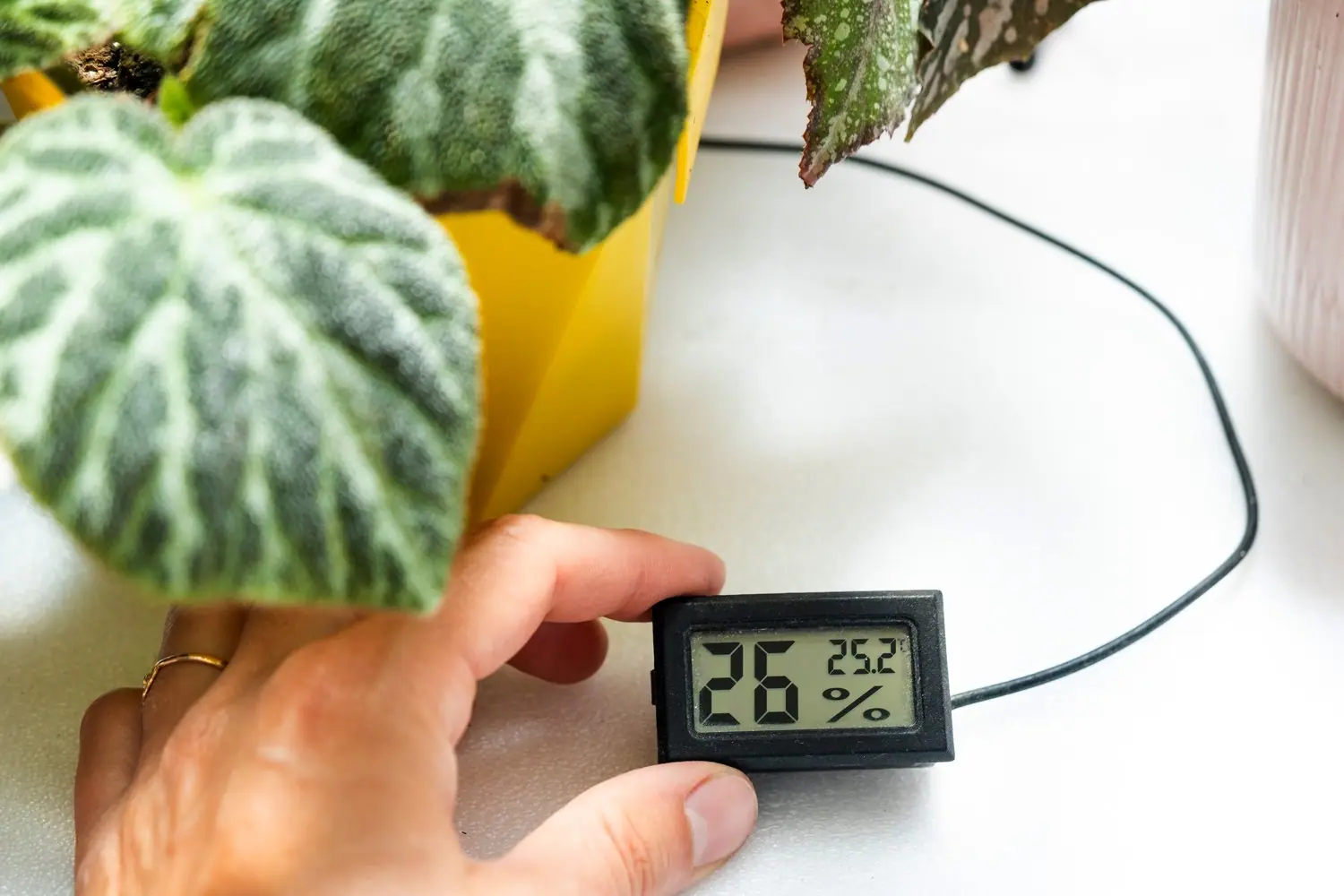 Higrometry cyfrowe: monitoring wilgotności w terrarium