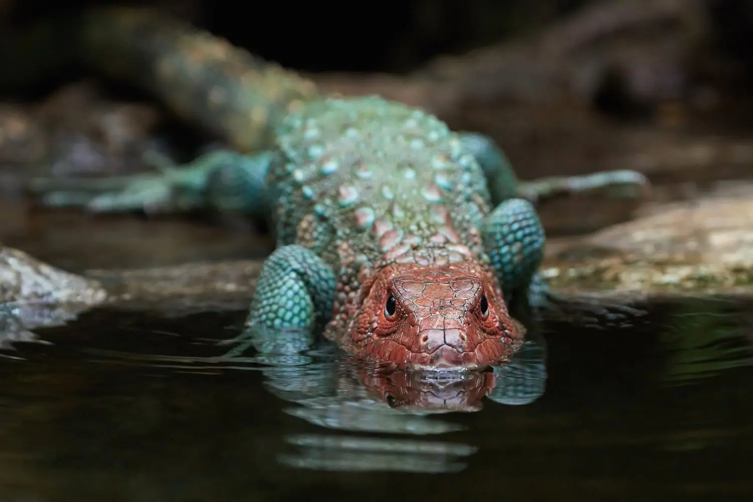 Jaszczurka błotna: terrarium paludarium i cyrkulacja powietrza