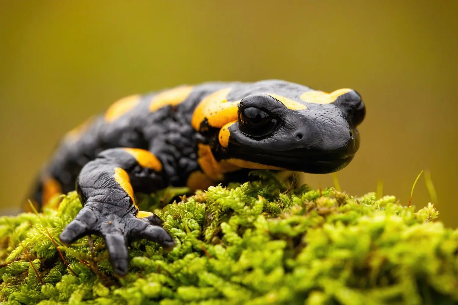 Salamandra plamista: mikrohabitat i utrzymanie wilgotności