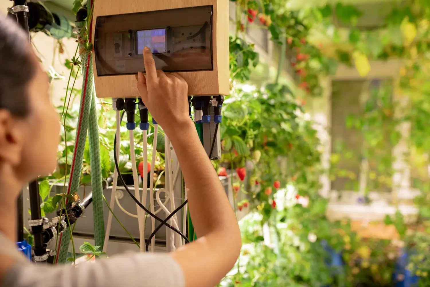 System kontroli klimatu: sterowniki do terrariów