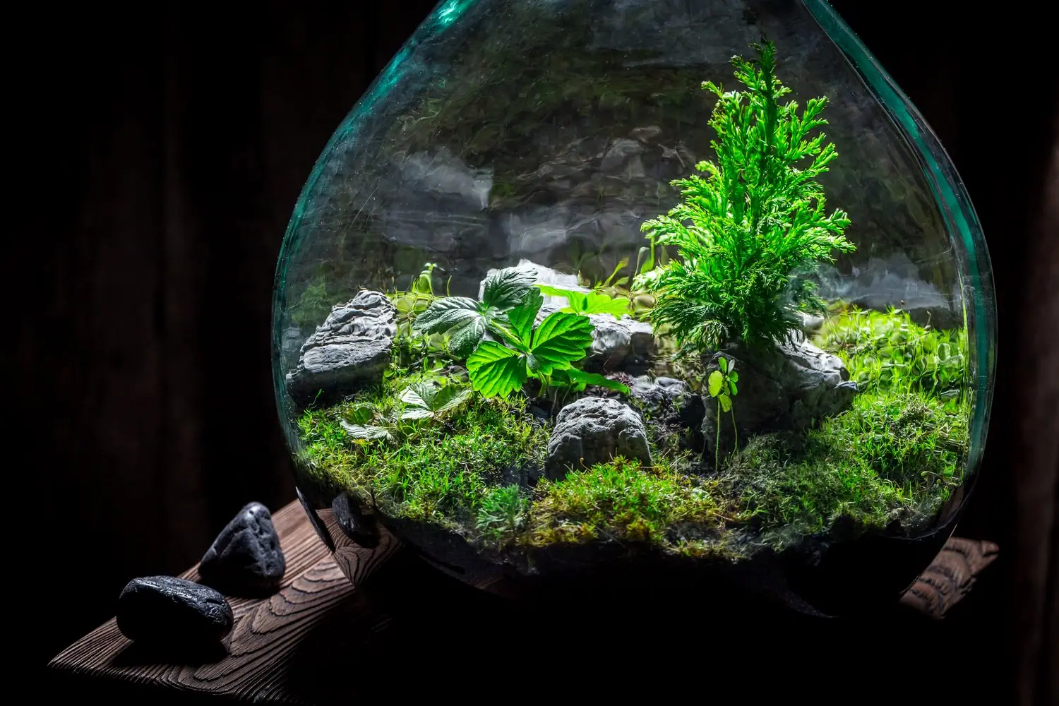 Nawilżacze ultradźwiękowe: regulacja wilgotności w terrariach