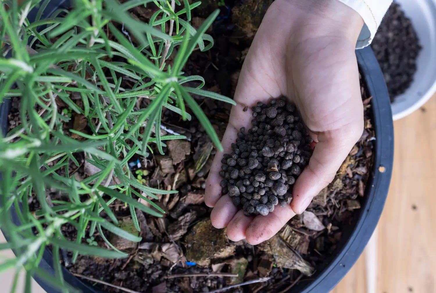 Podłoża naturalne vs syntetyczne w terrarium: które są bezpieczniejsze