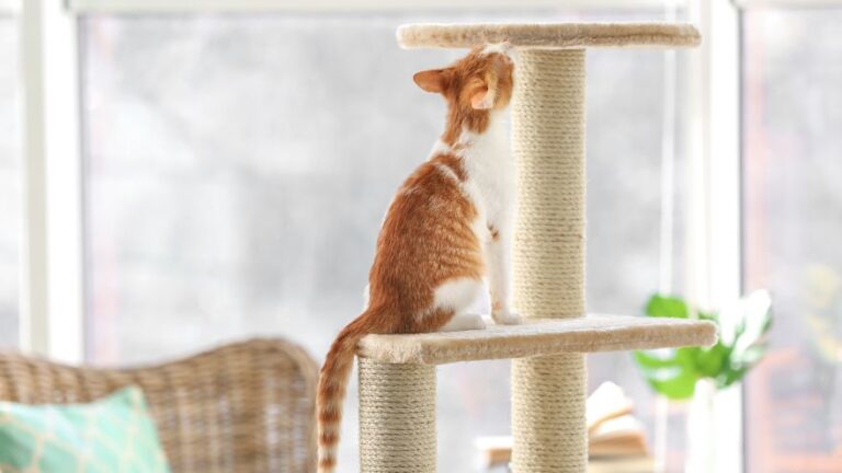 Pomarańczowy kot na piętrowym beżowym drzewku dla kota