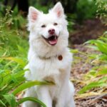 Radosny pies z białą zadbaną sierścią w parku